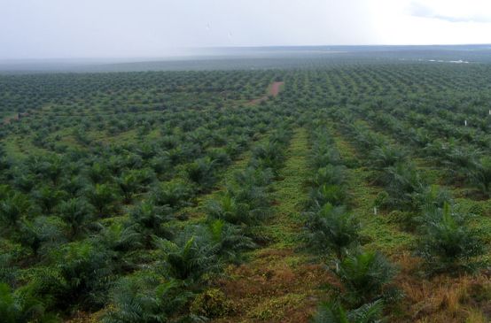 Plantación de palma