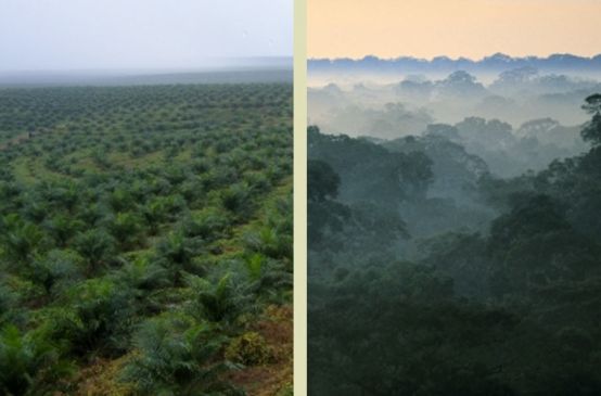 Fotos de cultivo de palma y selva tropical