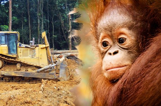 Un oranguntan mira desesperado como una excavadora destruye la selva