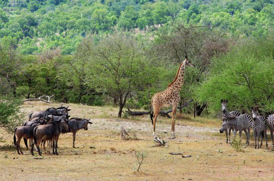 Jirafas, cebras, ñus en la Reserva Selous