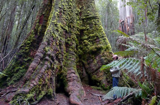 Zona de naturaleza salvaje de Tasmania patrimonio mundial UNESCO