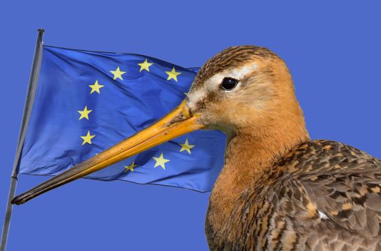 Aguja colinegra (Limosa limosa) y bandera de Europa