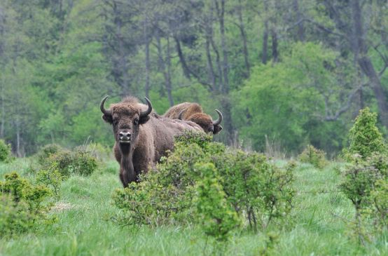 Bisontes europeos en el bosque de Bialowieza en Polonia
