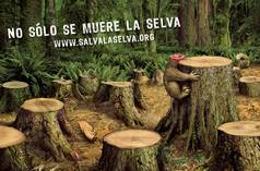 No sólo muere la selva