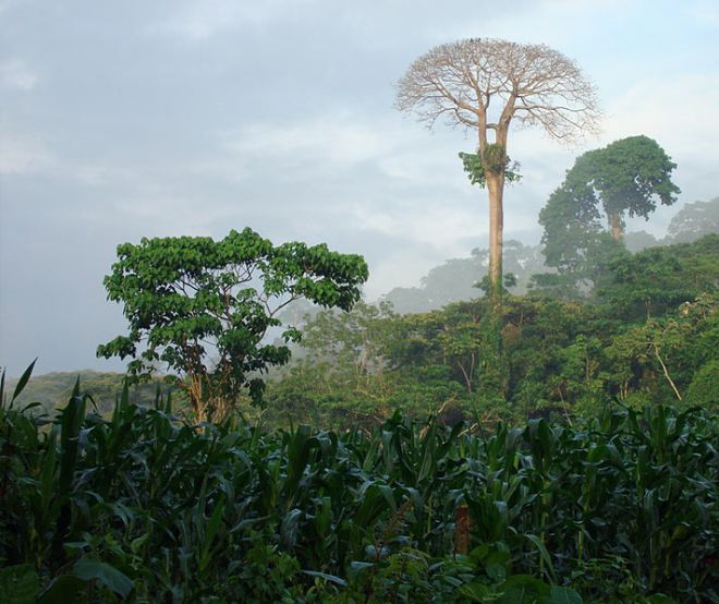 Selva tropical