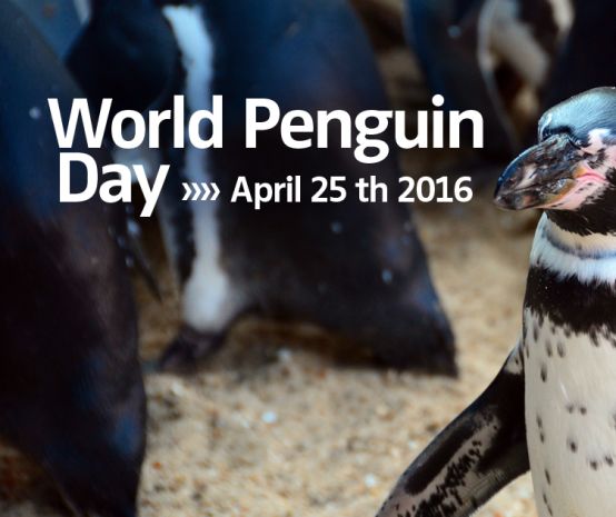 Pingüino Humboldt y Día Mundial del Pingüino
