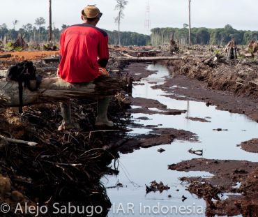 Un vistazo a la triste realidad: deforestación y destrucción