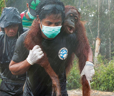 Rescate de un orangután tras la deforestación que acontece en Borneo