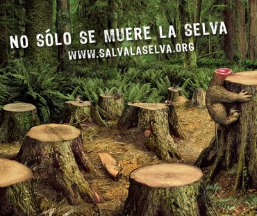 No sólo muere la selva