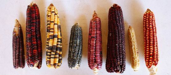 Mazorcas de maíz de diversas especies