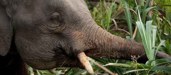 Los elefantes pigmeos de Sabah estaban gravemente amenazados Elefante comiendo