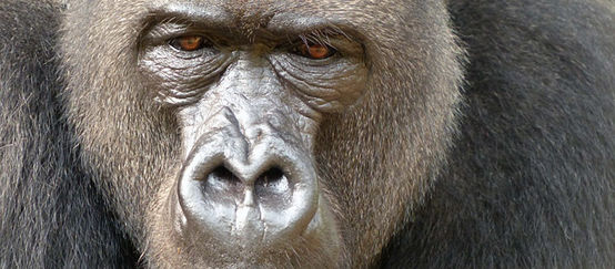 Gorila macho