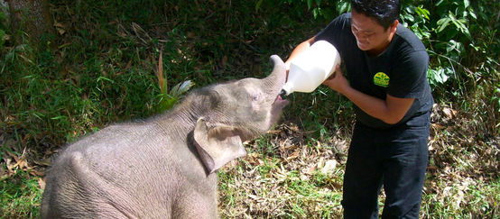 Elefante bebé recibe leche