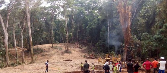 Maquinaria pesada derribando árboles en Cross River, Nigeria