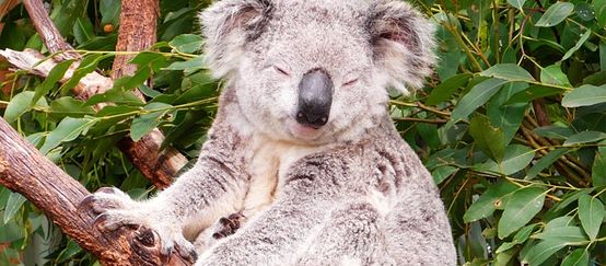 Koala Australia