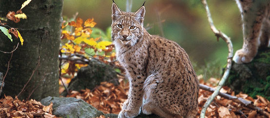 Lince balcánico en el bosque