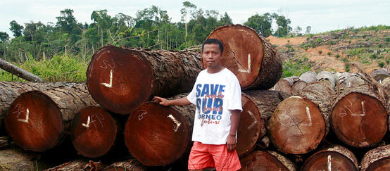 Madera ilegal en Indonesia