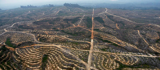 Los daños de las plantaciones de palma aceitera en Indonesia