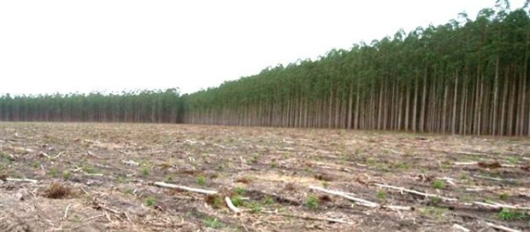 Plantaciones no son bosques Monocultivo de eucalipto