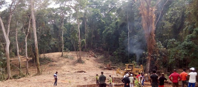 Maquinaria pesada derribando árboles en Cross River, Nigeria