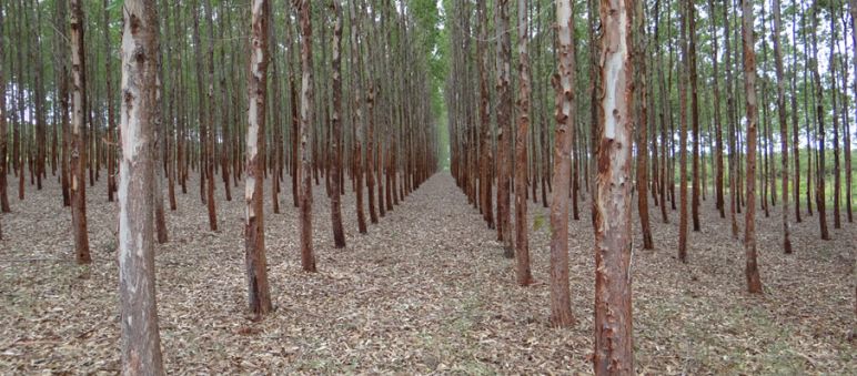 Monocultivos de árboles no son "bosques" Monocultivo de eucalipto