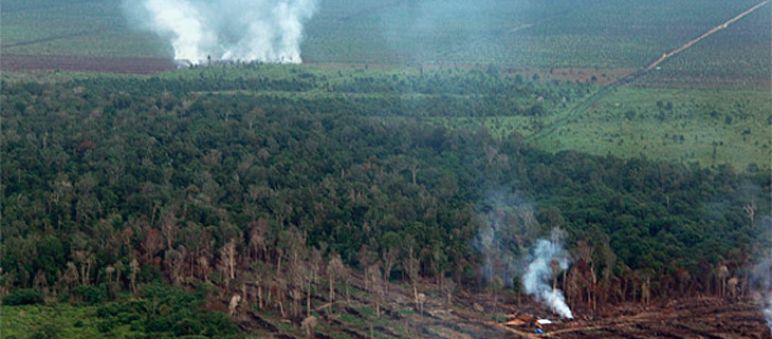 Se provocaron más de 100 incendios en Tripa Bosque está siendo quemado y talado