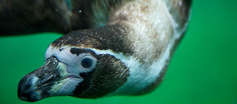 Pingüino Humboldt