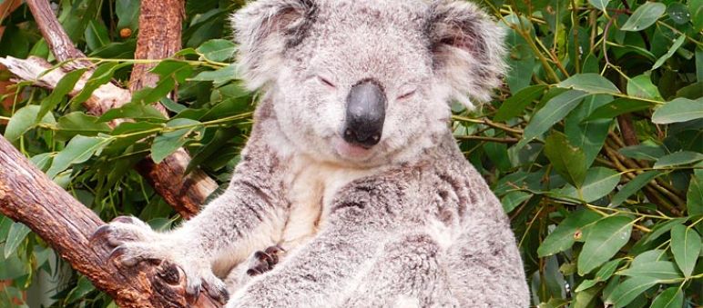 Koala (Foto: Christopher Lance/flickr (CC BY-NC-ND 2.0)) Koala Australia