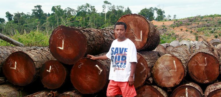 Estos bosques fueron talados ilegalmente y en su lugar crecen plantaciones de palma Madera ilegal en Indonesia
