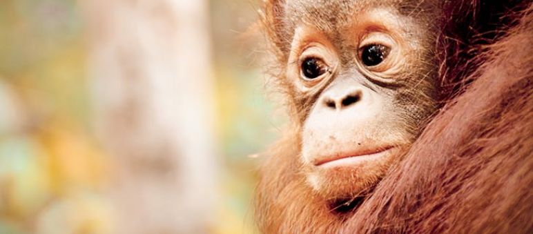 En peligro de extinción en gran parte por la expansión del cultivo de la palma aceitera Orangután de cara triste