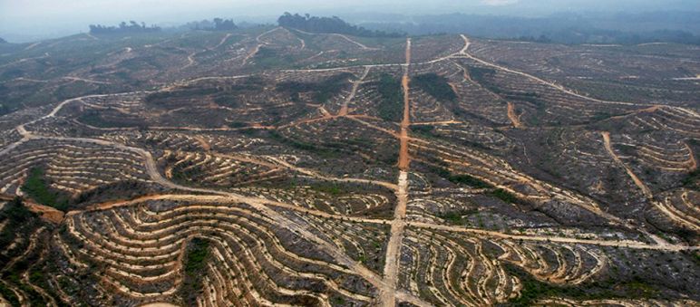 Monocultivos industriales de palma eceitera en Indonesia (Foto: WALHI West Kalimantan-Indonesia-Danau Sentarum) Los daños de las plantaciones de palma aceitera en Indonesia