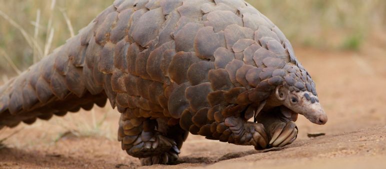 La carne y las escamas de los pangolines son muy apreciadas en lugares de Asia y Africa Pangolin