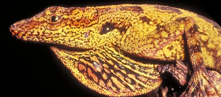 Luchando por la supervivencia Reptil