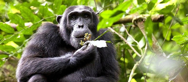 Chimpancé en Uganda