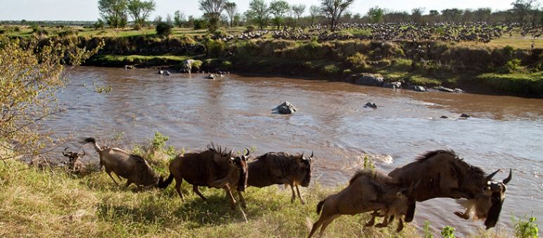 Ñus en el Serengeti (Foto: Xavier Surinyach Mateu/Amigos del Serengeti) Ñus en el Serengeti