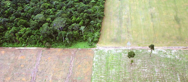 Deforestación del Amazonas para monocultivo de soja Destrucción de la selva amazónica