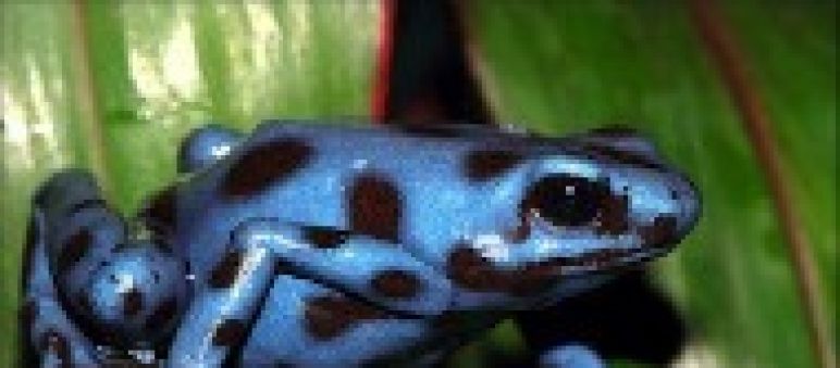 Rana de Lluvia del Tabasará en peligro de extinción