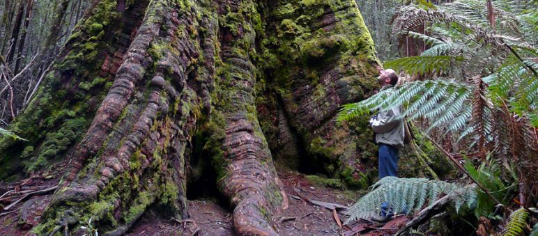Los árboles más altos del mundo continúan bajo protección (Foto: bishib70/Flickr) Zona de naturaleza salvaje de Tasmania patrimonio mundial UNESCO