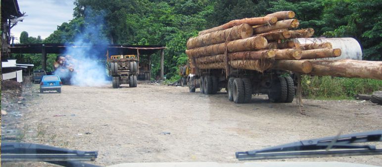 Camiones con madera ilegal de Sabah (Fuente: BMF) Transporte de madera tropical