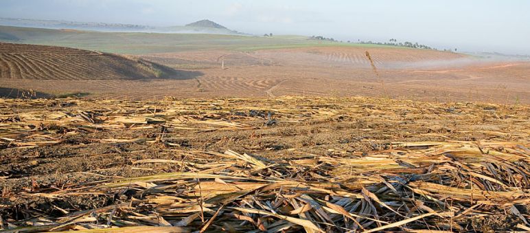 Cultivos agroindustriales causan la degradación de los suelos Caña de azúcar en Brasil