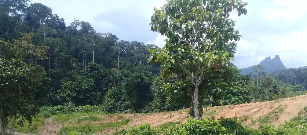 La tala de la empresa San Andrés se ha detenido Deforestación en Filipinas