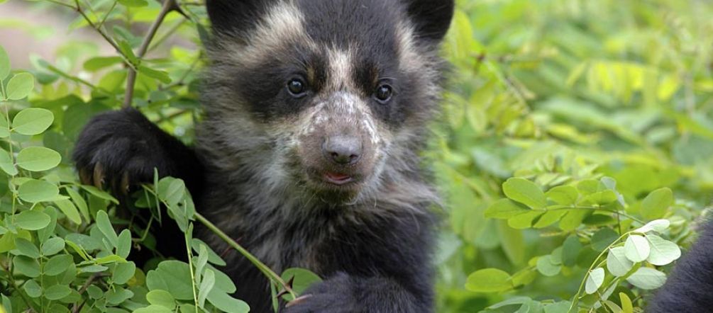 Oso de anteojos vive en los bosques de Intag Oso de anteojos en el bosque