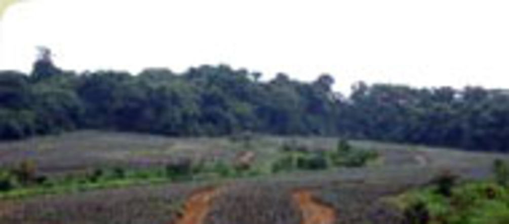 Las plantaciones de piña avanzan sobre el bosque