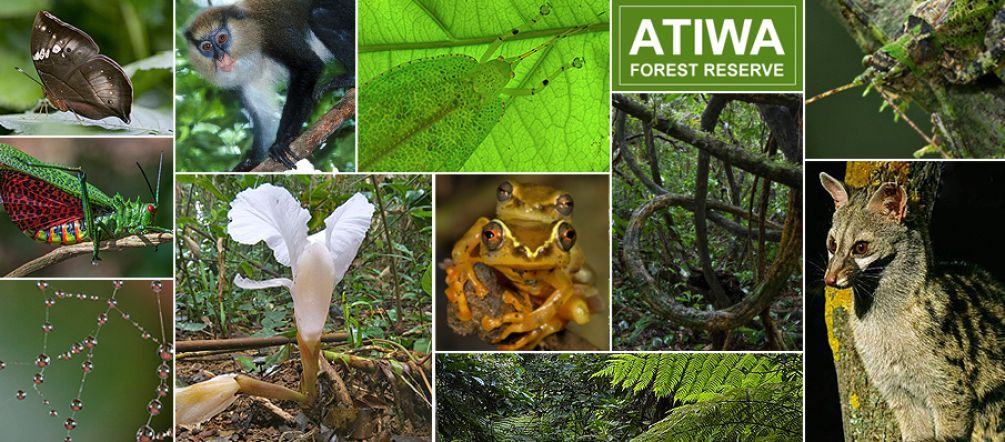 Primates poco frecuentes, mariposas únicas, insectos, anfibios, aves – la biodiversidad de Atiwa es una de las más extraordinarias de África Occidental Diferentes especies animales de la selva tropical en Ghana
