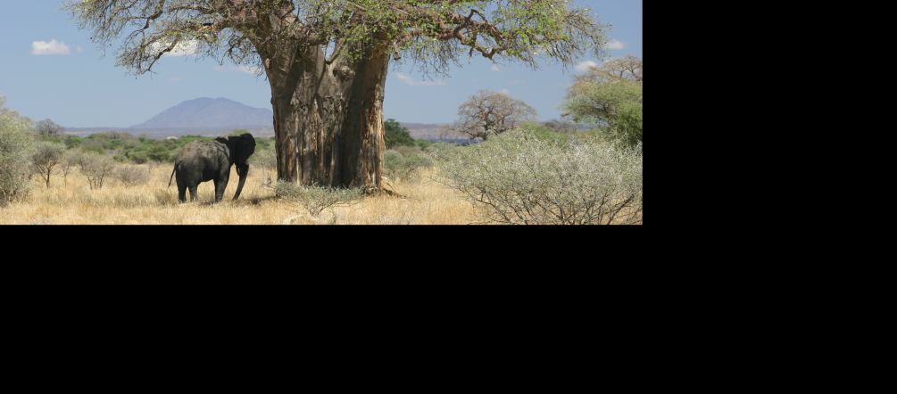 Elefante junto a un baobab en la savana