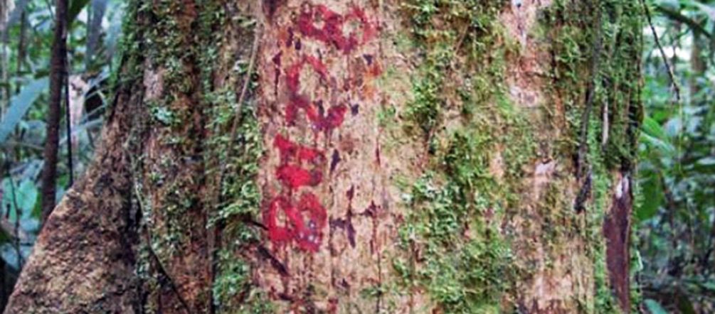 Cuatro mil árboles ya están marcados Arboles inventariados en la selva