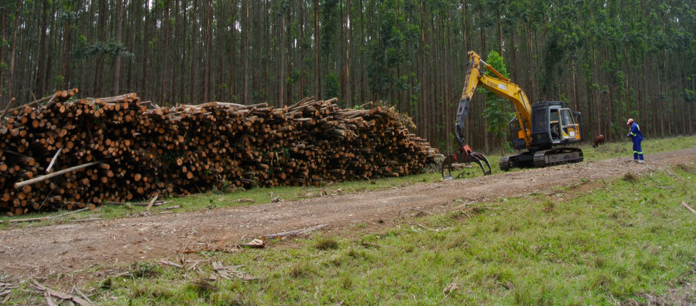 Monocultivo en Sudáfrica