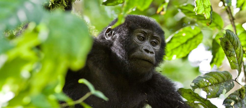 Los gorilas de montaña de África sólo sobreviven en bosques protegidos Gorila