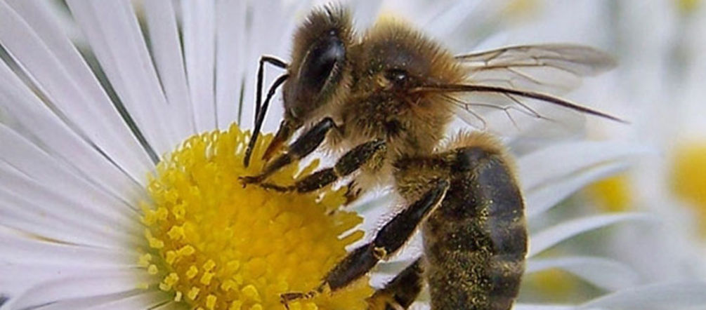 Foto: Huertos Urbanos Bahia de Cádiz Abeja y flor