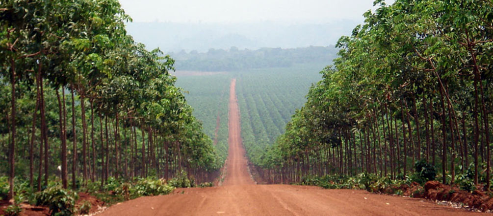 Producción de biomasa en gigantescos monocultivos